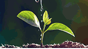 草地貪夜蛾防控新方法：植保無(wú)人機(jī)撒施顆粒劑農(nóng)藥